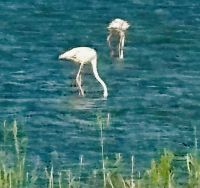 Flusskreuzfahrt auf der Rhone - Camargue 