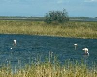 Flusskreuzfahrt auf der Rhone - Camargue 