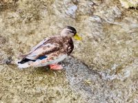 Tag 8 - Krka-Nationalpark 