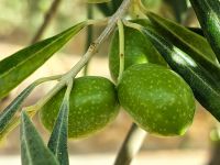 Oliven und Wein gedeihen prächtig nebeneinander