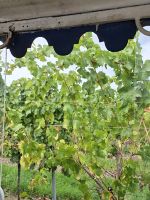 Weingut Ruhlmann - Fahrt durch das Weingut