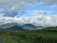 Vogesen - Sonnenschattierung der Weinberge