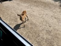 4. Tag – Fahrt durch den Omega-Wildpark – Hungriger Hirsch