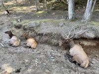 4. Tag – Fahrt durch den Omega-Wildpark – Müde Wapitis