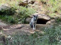 4. Tag – Fahrt durch den Omega-Wildpark – Grauwölfe