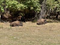 4. Tag – Fahrt durch den Omega-Wildpark