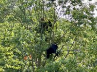 4. Tag – Fahrt durch den Omega-Wildpark – Seltene Baumbären