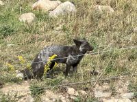 4. Tag – Fahrt durch den Omega-Wildpark – Silberfuchs