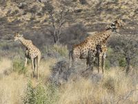 Mount Etjo - Pirschfahrt