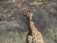 Mount Etjo - Pirschfahrt