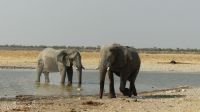 Etosha NP - Pirschfahrt - Elefanten am Wasserloch