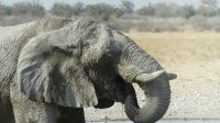 Etosha NP - Pirschfahrt