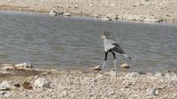 Etosha NP - Pirschfahrt - Sekretär
