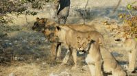 Etosha NP - Pirschfahrt - Löwenrunde zum Sundowner