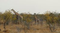 Etosha NP - Pirschfahrt - Guten Morgen