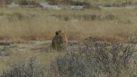 Etosha NP - Pirschfahrt - einsamer König der Tiere