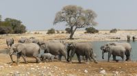 Etosha NP - Pirschfahrt - Elefantenherde in Okaukuejo