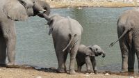 Etosha NP - Pirschfahrt - Elefantenherde in Okaukuejo