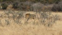 Etosha NP - Pirschfahrt - und noch ein Löwe