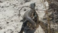 Im Busch am Zambezi - Wasserwaran