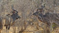 Pirschfahrt im Chobe NP - Kudus