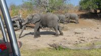 Bootsfahrt auf dem Chobe
