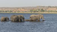 Bootsfahrt auf dem Chobe - Elefanten queren den Fluss