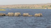 Elefantistische Bootsfahrt auf dem Chobe 