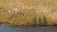 Bootsfahrt auf dem Chobe - Schattenspiele