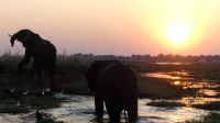 Bootsfahrt auf dem Chobe - Sonnenuntergang mit Elefanten