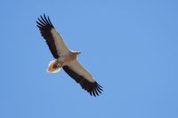 Ein Schmutzgeier kreist über unseren Köpfen