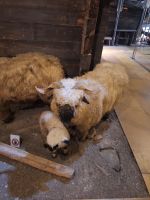 212 Zermatt - Besuch im Matterhornmuseum