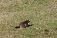 253 Wanderung von Blauherd nach Sunnegga - Spielende Murmeltiere
