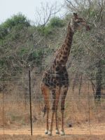 Giraffe am Wegesrand nach Hoedspruit