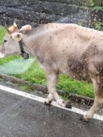 375 Heimreise von der Schwägalp - Alpabtrieb