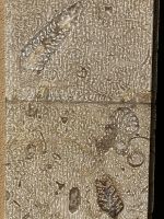 Spanien, Stadtrundgang durch Oviedo, Fossilien