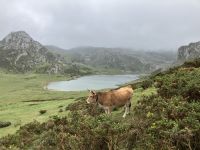 Spanien, Nationalpark Covadonga, Gletschersee
