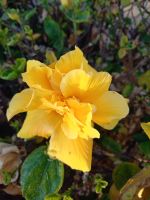 Madeira ein Blütenmeer .jpg