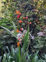 Wanderung - Levada von Marocos.jpg