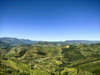 Landschaft mit den charakteristischen Weinstöcken im Dourotal