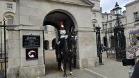 Horse Guard