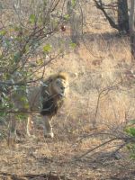 Löwe im Kruger Park