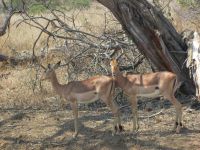 Impala
