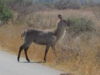 Wasserbock