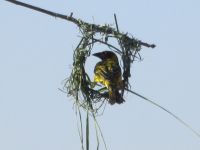 Webervogel beim Nestbau