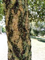 Rinde einer Korkeiche