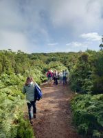 Wanderung Fanal mit Lorbeerwald (UNESCO Welterbe).jpg