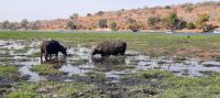 Bootsfahrt auf dem Chobe