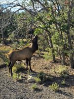 Hirsch am Straßenrand in der Nähe vom Grand Canyon