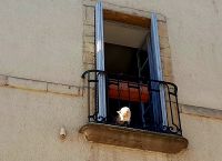 Katze beobachtet was vor sich geht - in Dijon